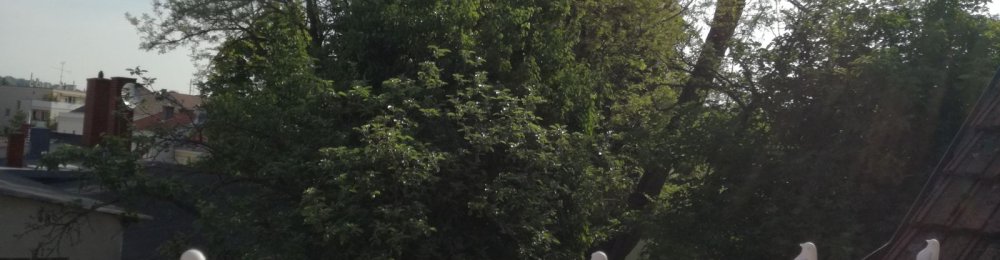 Fest in der SOS-Kinderdorf WG Ober St. Veit